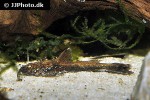 erethistoides infuscatus erethistoides infuscatus