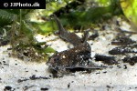 erethistoides infuscatus erethistoides infuscatus
