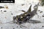 erethistoides infuscatus erethistoides infuscatus
