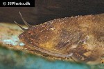 glyptothorax cf burmanicus glyptothorax cf burmanicus