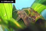 glyptothorax granulus glyptothorax granulus