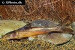 glyptothorax porrectus glyptothorax porrectus