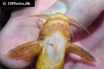 glyptothorax porrectus glyptothorax porrectus
