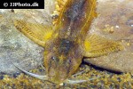 glyptothorax porrectus glyptothorax porrectus