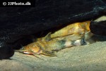 glyptothorax rugimentum glyptothorax rugimentum