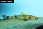 glyptothorax rugimentum glyptothorax rugimentum