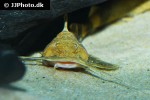 glyptothorax rugimentum glyptothorax rugimentum