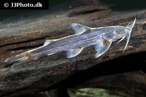 Sisorid Catfish