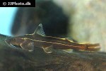 glyptothorax trilineatus glyptothorax trilineatus