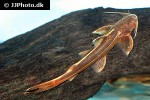 glyptothorax trilineatus glyptothorax trilineatus