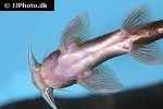 glyptothorax trilineatus glyptothorax trilineatus