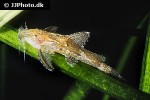 pseudolaguvia muricata pseudolaguvia muricata