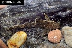 pseudolaguvia riberoi pseudolaguvia riberoi