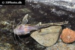 pseudolaguvia riberoi pseudolaguvia riberoi
