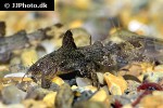 pseudolaguvia riberoi pseudolaguvia riberoi