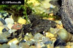 pseudolaguvia riberoi pseudolaguvia riberoi