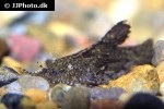 pseudolaguvia riberoi pseudolaguvia riberoi