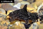 pseudolaguvia riberoi pseudolaguvia riberoi