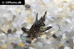 pseudolaguvia riberoi pseudolaguvia riberoi