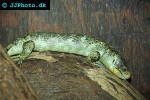 corucia zebrata solomon s giant skink corucia zebrata solomon s giant skink