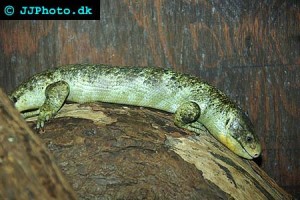 Skinks & Dragons