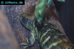 corucia zebrata solomon s giant skink corucia zebrata solomon s giant skink