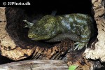 corucia zebrata solomon s giant skink corucia zebrata solomon s giant skink