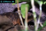 egernia stokesii gidgee skink egernia stokesii gidgee skink