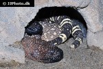 heloderma horridum beaded lizard heloderma horridum beaded lizard