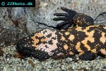 heloderma suspectum gila monster heloderma suspectum gila monster