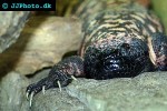 heloderma suspectum gila monster heloderma suspectum gila monster