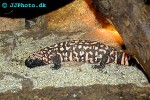 heloderma suspectum gila monster heloderma suspectum gila monster