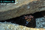 heloderma suspectum gila monster heloderma suspectum gila monster