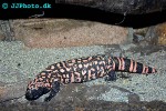 heloderma suspectum gila monster heloderma suspectum gila monster