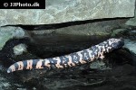 heloderma suspectum gila monster heloderma suspectum gila monster