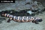 heloderma suspectum gila monster heloderma suspectum gila monster
