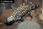 heloderma suspectum gila monster heloderma suspectum gila monster