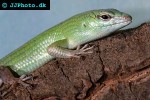 lamprolepis smaragdina emerald tree skink lamprolepis smaragdina emerald tree skink
