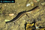 lygosoma punctata spotted supple skink lygosoma punctata spotted supple skink