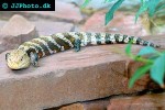 tiliqua scincoides common blue tongue lizard tiliqua scincoides common blue tongue lizard