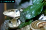 tiliqua scincoides common blue tongue lizard tiliqua scincoides common blue tongue lizard