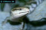 tiliqua scincoides common blue tongue lizard tiliqua scincoides common blue tongue lizard