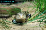 tiliqua scincoides common blue tongue lizard tiliqua scincoides common blue tongue lizard