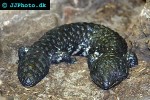 trachydosaurus rugosus rugosus shingleback lizard trachydosaurus rugosus rugosus shingleback lizard