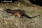 tribolonotus gracilis red eyed crocodile skink tribolonotus gracilis red eyed crocodile skink