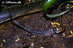 tribolonotus gracilis red eyed crocodile skink tribolonotus gracilis red eyed crocodile skink