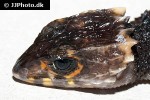 tribolonotus gracilis red eyed crocodile skink tribolonotus gracilis red eyed crocodile skink
