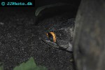tribolonotus novaeguineae crocodile skink tribolonotus novaeguineae crocodile skink