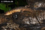 tropidophorus baconi bacon s water skink tropidophorus baconi bacon s water skink