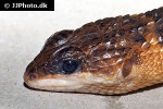 tropidophorus baconi bacon s water skink tropidophorus baconi bacon s water skink